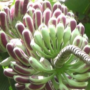 Chuối hột rừng Quảng Nam - tinh hoa núi rừng