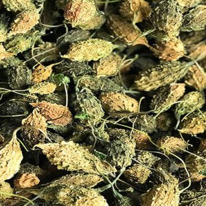 Khổ qua rừng khô