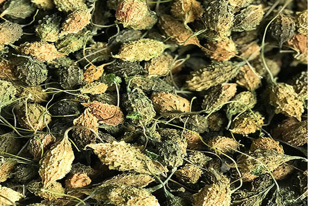 Khổ qua rừng khô