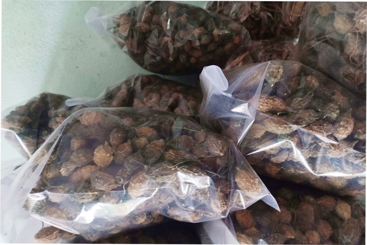 Khổ qua rừng khô - Ảnh 2