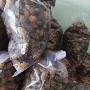 Khổ qua rừng khô