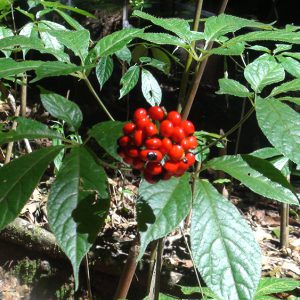 Sâm Ngọc Linh ngâm mật ong rừng