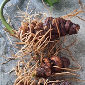 Thất diệp nhất chi hoa - 10 tới 20 năm tuổi